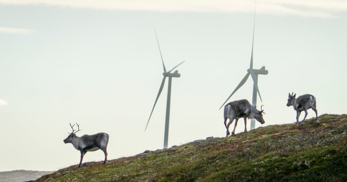 Sametinget sloss mot vindmøller og tapte Melkøya-søksmålet mot staten