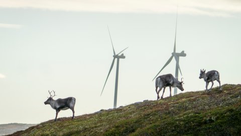 Sametinget sloss mot vindmøller og tapte Melkøya-søksmålet mot staten
